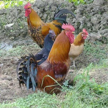 Сasa de vacaciones Le De La Bergerie Montbernard